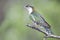 Diederick cuckoo sitting on branch with green background in the