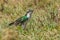 Diederik or Dideric Cuckoo, Eating Caterpillar