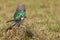 Diederik or Dideric Cuckoo, About To Fly