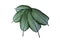 Dieffenbachia is also known as a happy leaf or happy flower