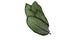Dieffenbachia is also known as a happy leaf or happy flower