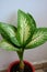 Dieffenbachia amoeba (dumbcane) is commonly cultivated as a houseplant, for its decorative leaves.