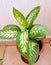 Dieffenbachia amoeba & x28;dumbcane& x29; houseplant, decorative leaves. leaves are large, cream with deep green spots, stripes.