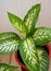 Dieffenbachia amoeba (dumbcane) houseplant, decorative leaves. leaves are large, cream with deep green spots, stripes.