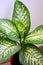 Dieffenbachia amoeba (dumbcane) houseplant, decorative leaves. leaves are large, cream with deep green spots, stripes.