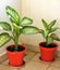 Dieffenbachia amoeba (dumbcane) houseplant, decorative leaves. leaves are large, cream with deep green spots, stripes.