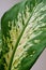 Dieffenbachia amoeba (dumbcane) houseplant, decorative leaves. leaves are large and cream with green spots and stripes.