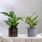 Dieffenbachia Dumb canes with Peace Lily