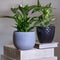 Dieffenbachia Dumb canes with Peace Lily, Spathiphyllum