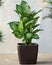 Dieffenbachia Dumb canes plant