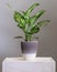 Dieffenbachia Dumb canes plant