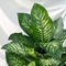 Dieffenbachia Dumb canes plant leaf