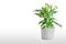 Dieffenbachia or dumbcane isolated on white background in flower pot