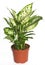 Dieffenbachia or dumbcane isolated on white background in flower pot. Dieffenbachia seguine, also known as dumbcane is a species
