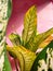Dieffenbachia or dumbcane plant with pink background