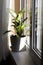 Dieffenbachia or dumbcane in white flower pot near the window with curtains