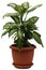 Dieffenbachia flower in a flower pot isolated on a white background