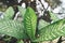 Dieffenbachia flower fresh green and white leaf plant in the home garden ornamental plants in pot, spotted leaves Aglaonema