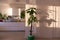 Dieffenbachia flower, home ornamental plants, flowerpot in Dieffenbachia,