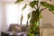 Dieffenbachia flower, home ornamental plants, flowerpot in Dieffenbachia,