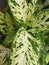 dieffenbachia flower leaves