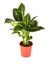 Dieffenbachia Green Magic