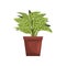 Dieffenbachia indoor house plant in brown pot, element for decoration home interior vector Illustration on a white
