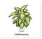 Dieffenbachia. Indoor potted plant isolated on white background. Home flowers clipart