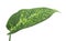 Dieffenbachia leaf, isolated