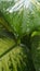 Dieffenbachia leaf after raining close up