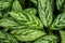 Dieffenbachia leaves detail, fresh green plant