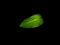 Dieffenbachia oerstedii leaf in black background, dumb cane plant, isolated leaf