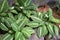 Dieffenbachia oerstedii Schott Dieffenbachia Green Magic Araceae or Ruellia makoyana Closon Monkey plant Acanthaceae