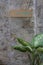 Dieffenbachia plant and washroom sing