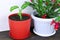 Dieffenbachia and Schlumbergera. House plants in red and white pot on a wooden background. Dumbcane.House plant