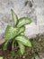 Dieffenbachia seguine known as dumbcane or tuftroot very populer as ornamental plant