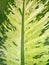 Dieffenbachia seguine leaf