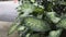 Dieffenbachia seguine, White green leaves aglonema poison plant for your pet, beautiful tropical house plant