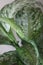 Dieffenbachia snow 0519