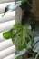 Dieffenbachia snow 0520