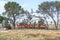 Diesel-electric locomotives at Rosmead railway station