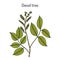 Diesel tree Copaifera langsdorffii , medicinal plant