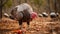 Dietary Habits And Feeding Behavior Of Wild Turkeys: A Canon M50 Exploration