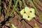 Dietes bicolor, African iris or fortnight lily