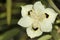 Dietes bicolor - Iris Flower