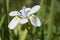 Dietes Grandiflora flower, Large Wild Iris, Fairy Iris