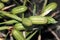 Dietes grandiflora fruit, Large Wild Iris, Fairy Iris