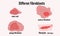 Diffcron of fibroblasts, cell growth. Stem cell and young fibroblast.