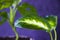 Diffenbachia Dumbcane plant leave close-up background, house plant