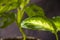 Diffenbachia Dumbcane plant leave close-up background, house plant